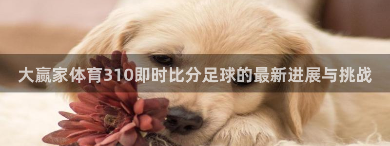 劲爆体育湖人勇士直播：大赢家体育310即时比分足球的最新进展与挑战